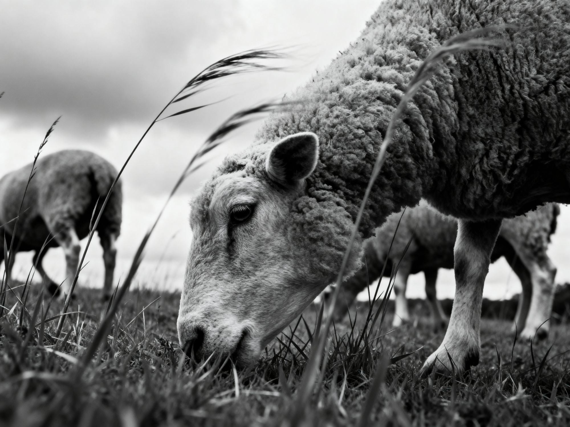 A sheep grazing, seen from the ground through blades of grass
