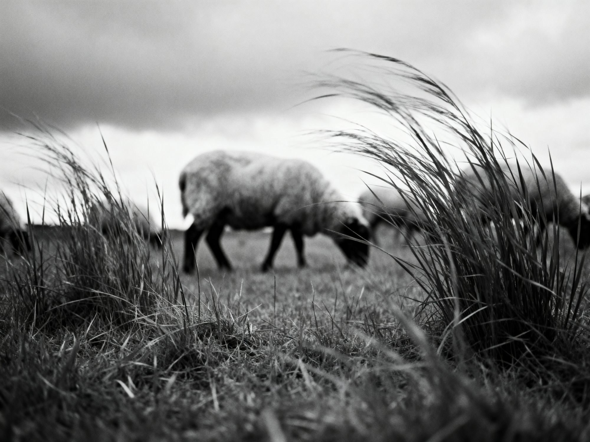 A sheep grazing beyond tufts of wind-bent grass under a heavy sky